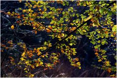 Herbst