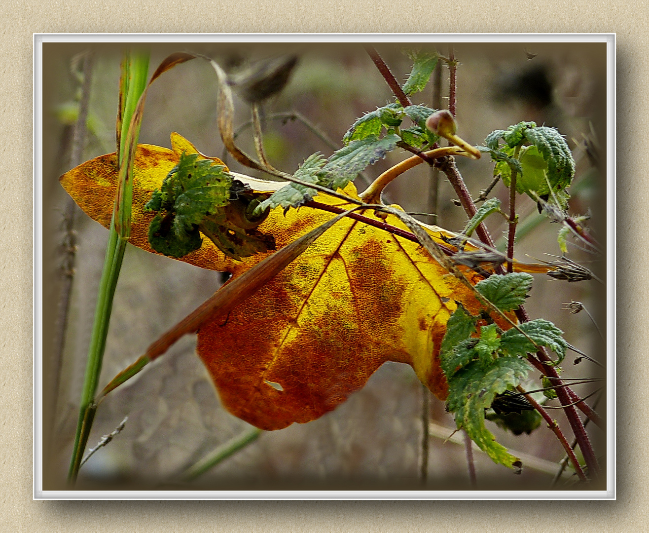 Herbst 