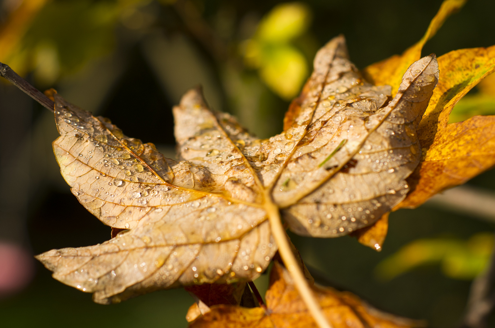 Herbst