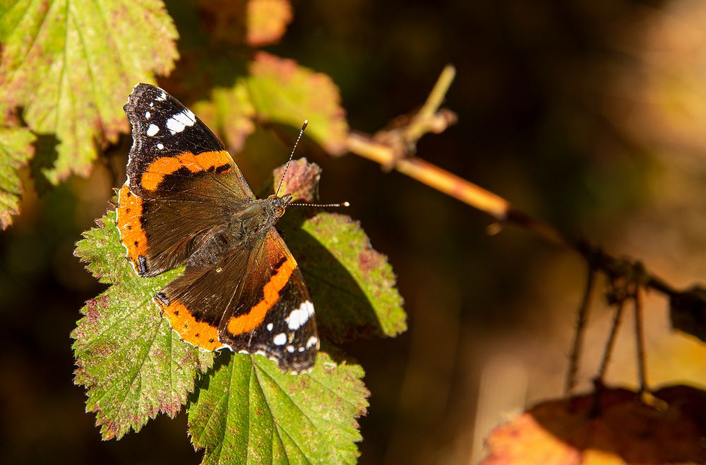 *** HERBST ***