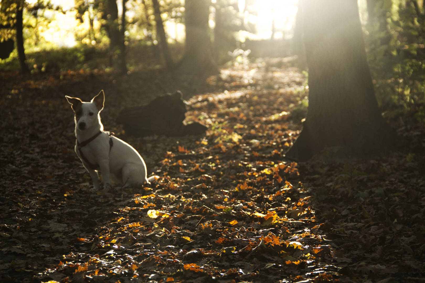 Herbst