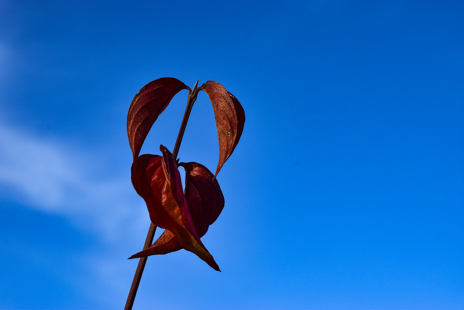 Herbst