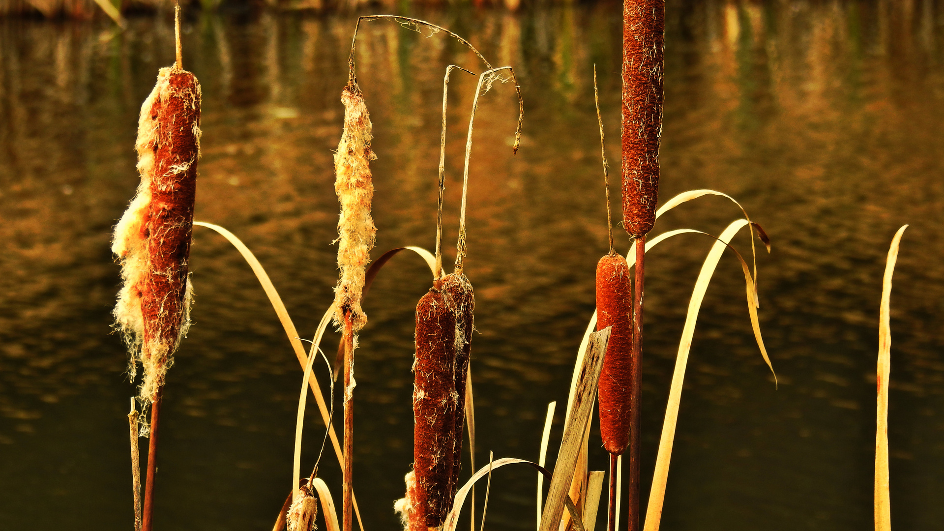 Herbst  