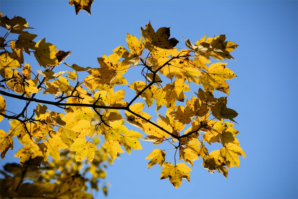 Herbst -3