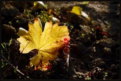 HERBST 3