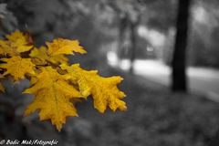 Herbst 3