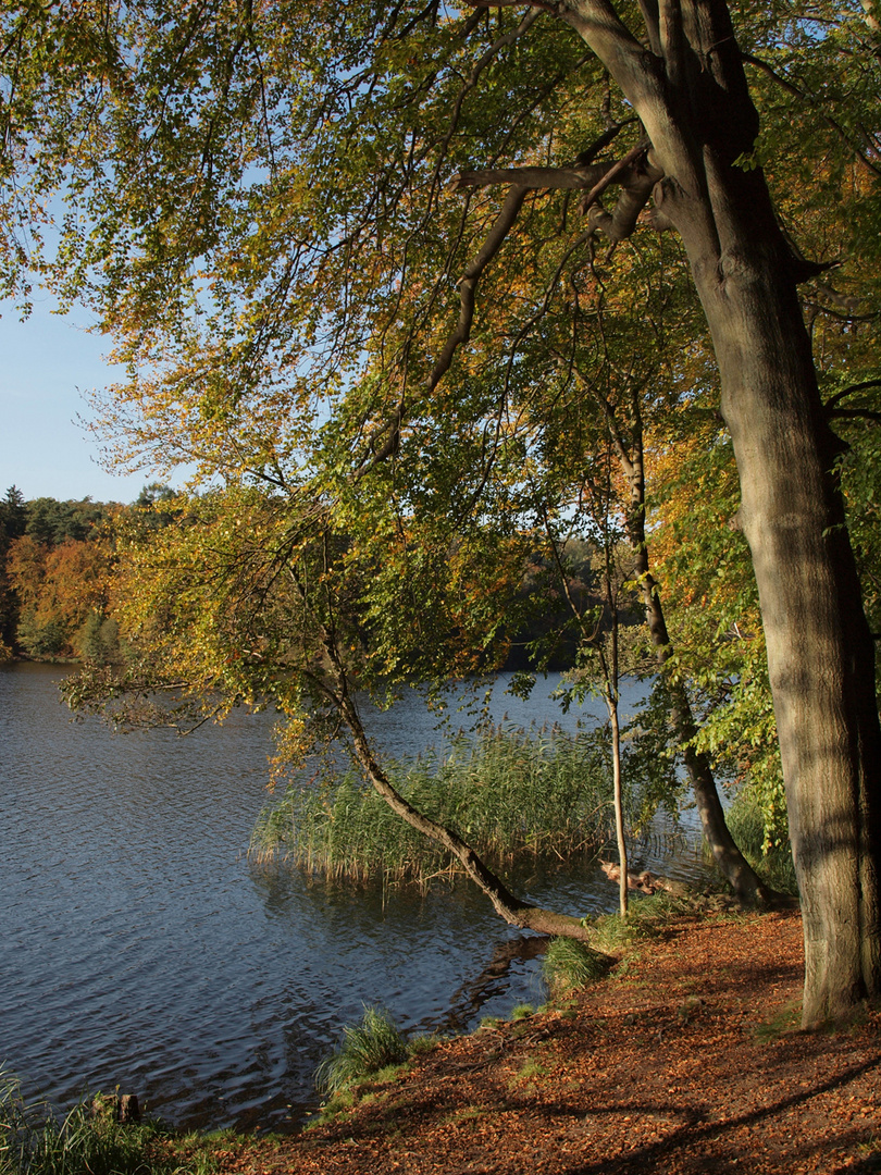 Herbst 3 am Schmalensee