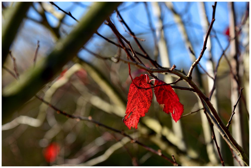 Herbst (3)