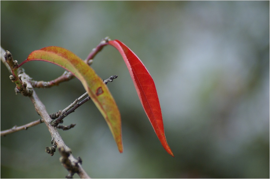 - Herbst