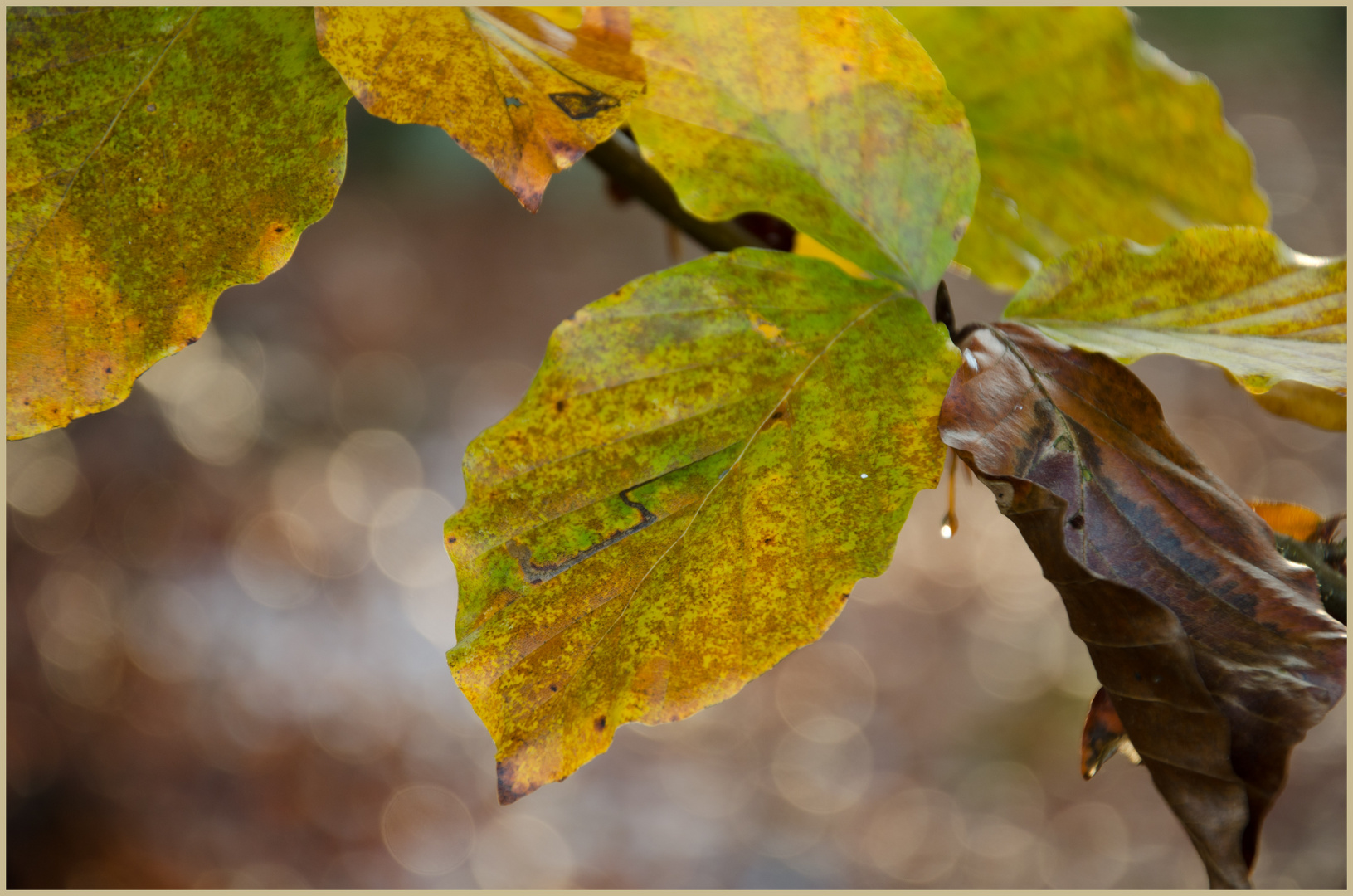 Herbst