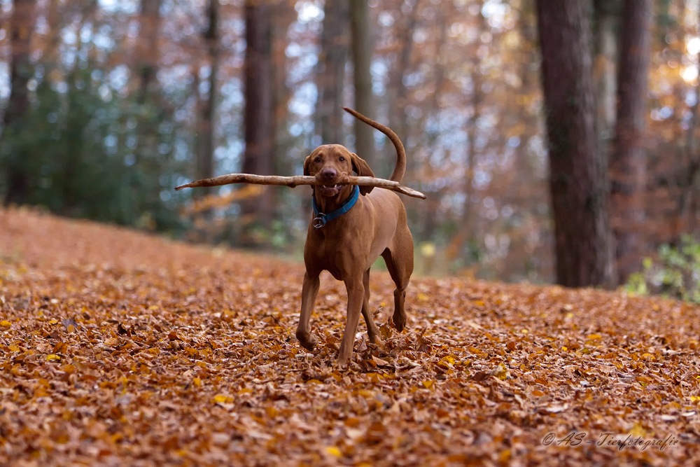 Herbst