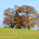 Herbst