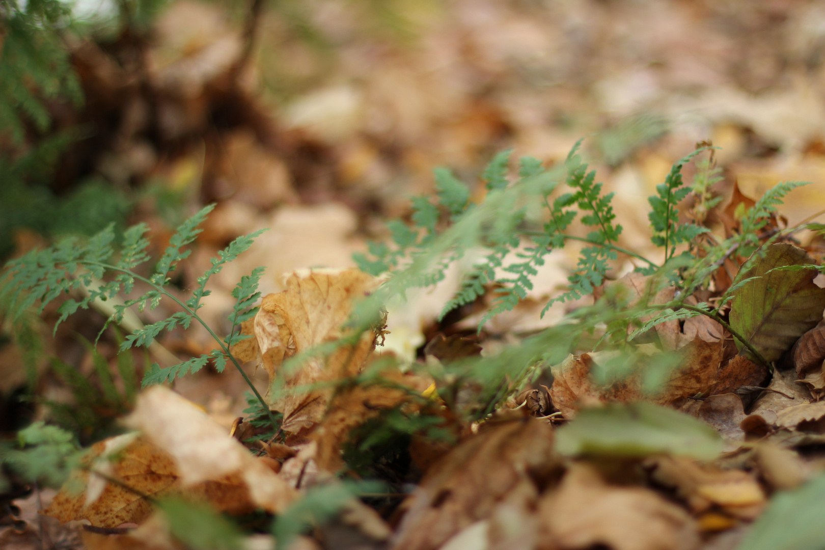 Herbst