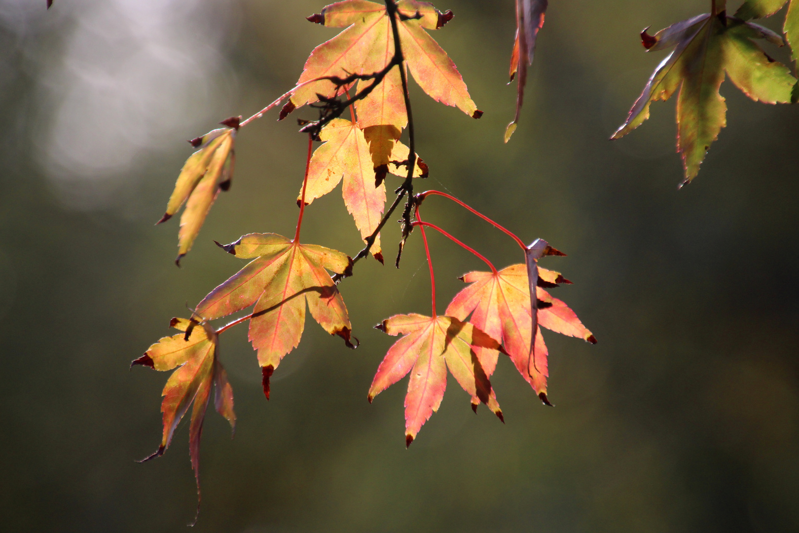 Herbst