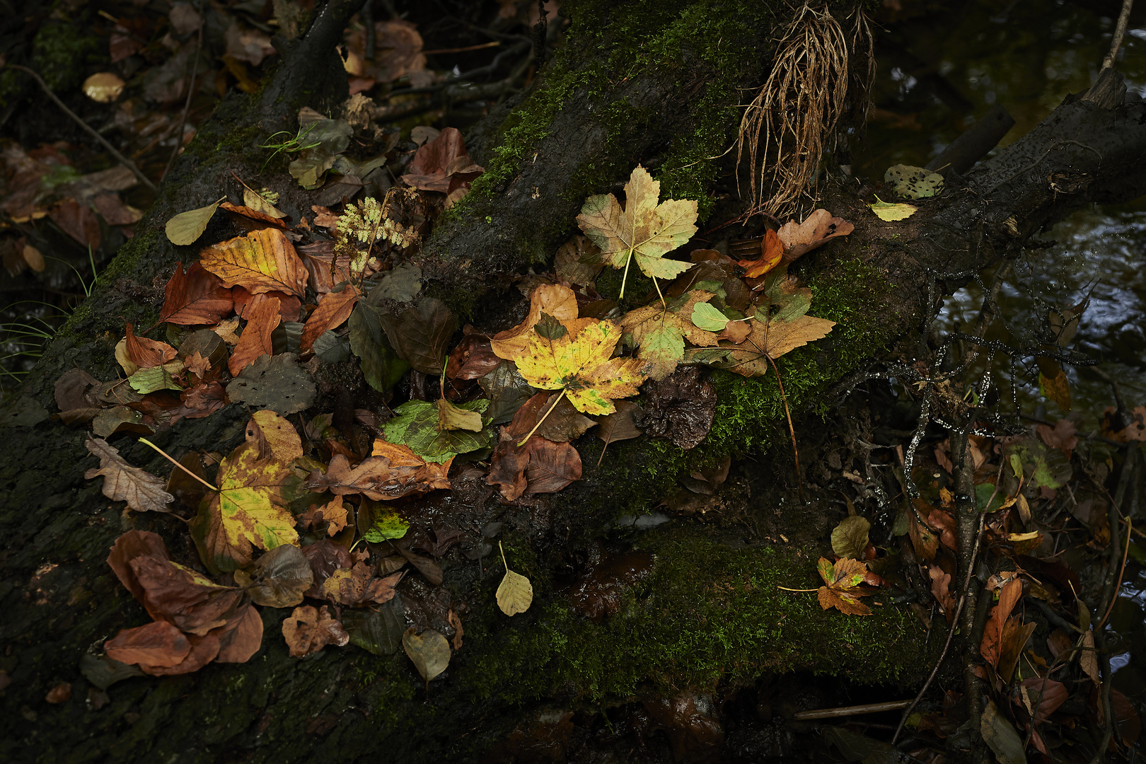 Herbst