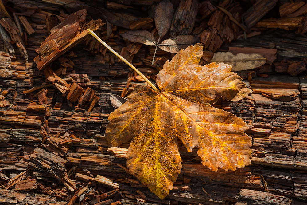 Herbst