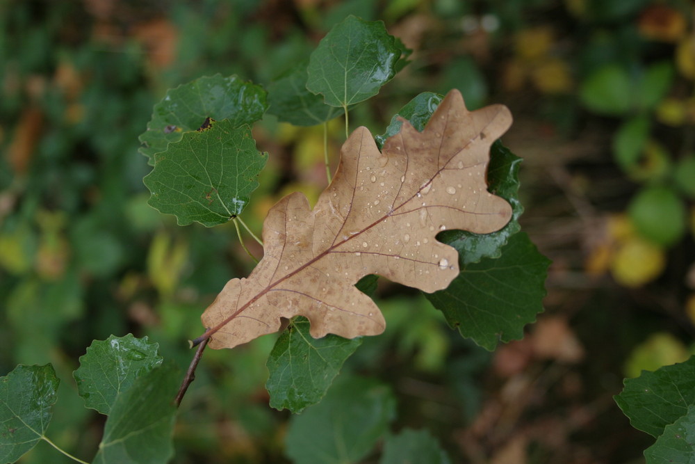 Herbst!