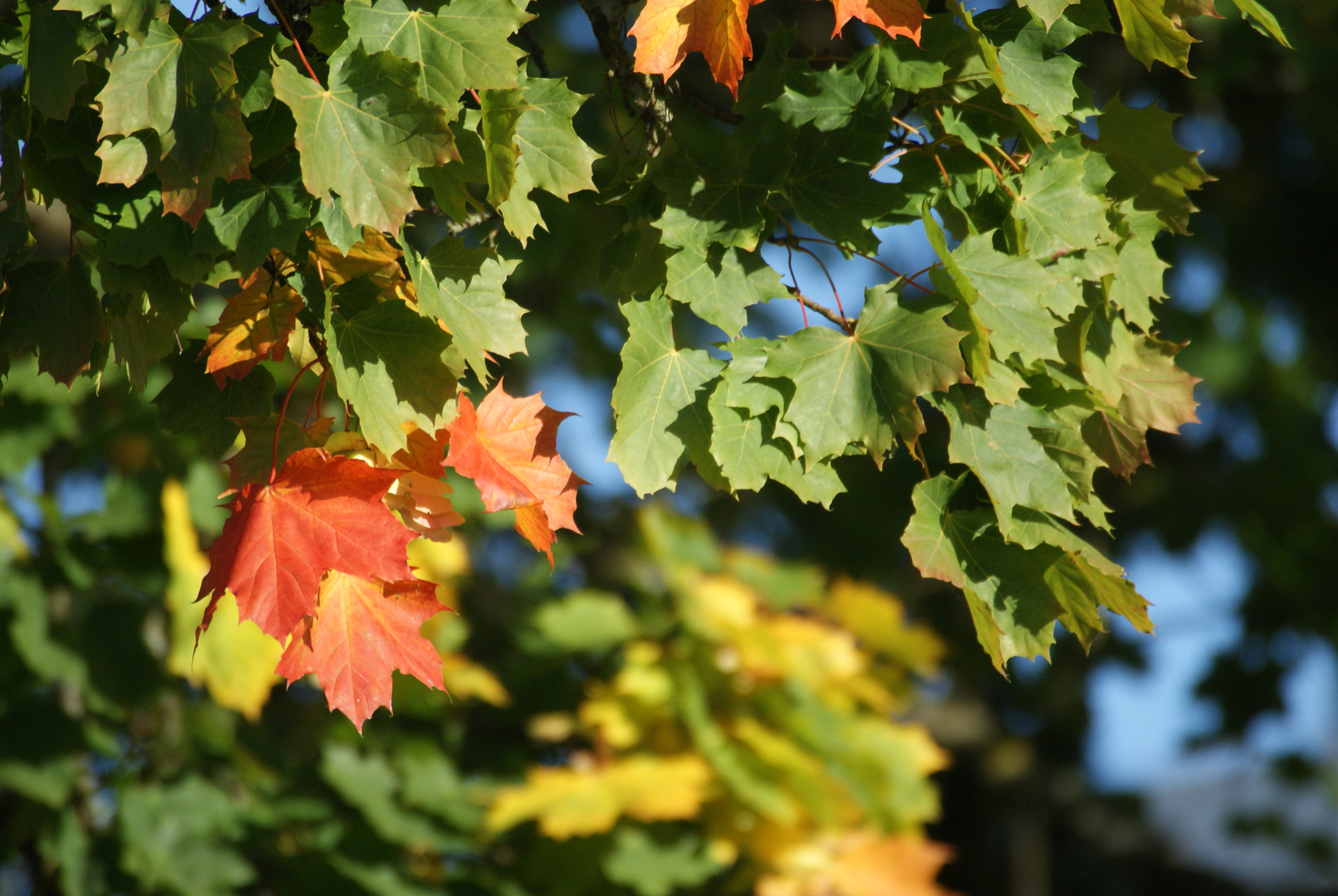 Herbst