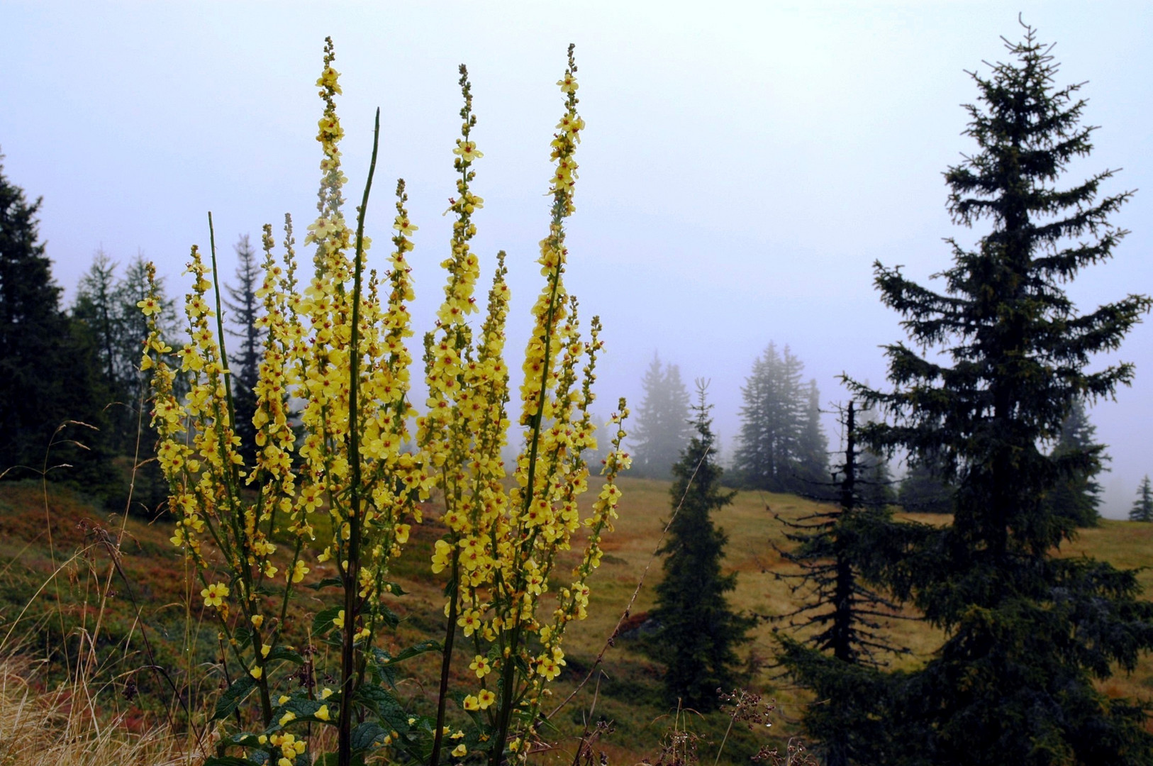 Herbst