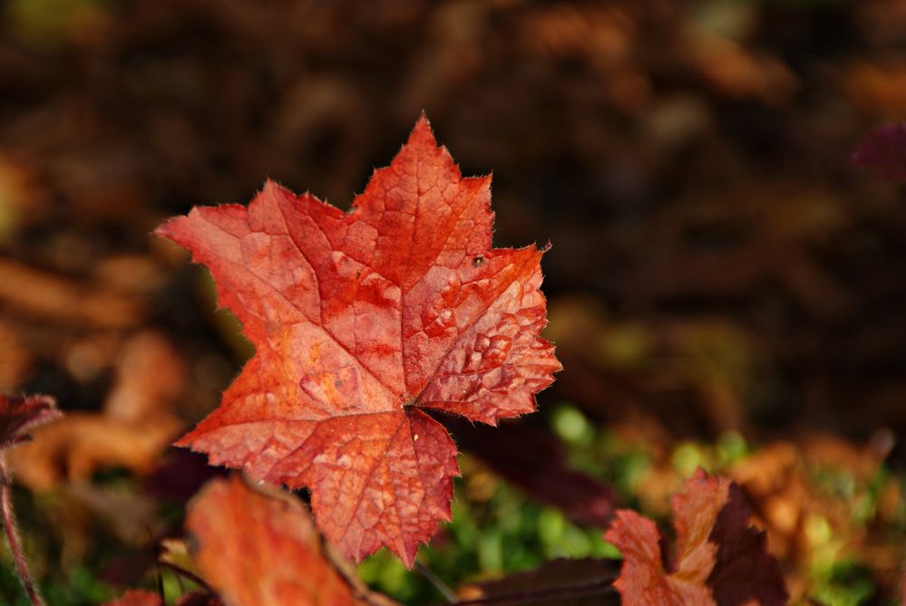 Herbst