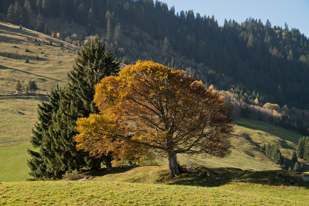 Herbst