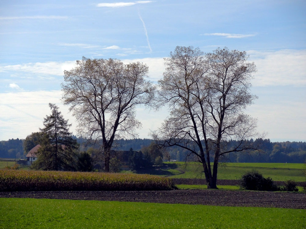 Herbst