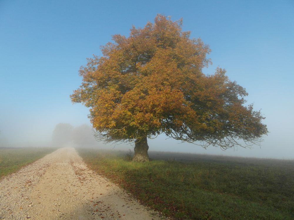 Herbst