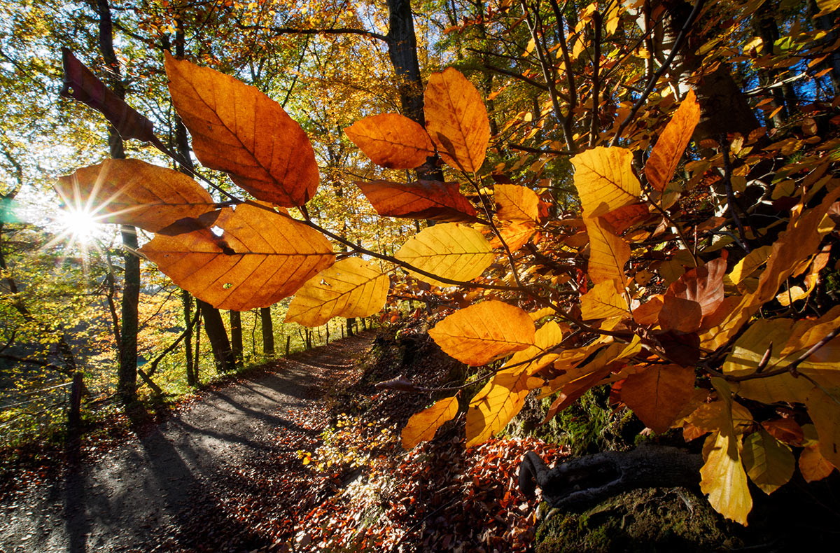 Herbst....