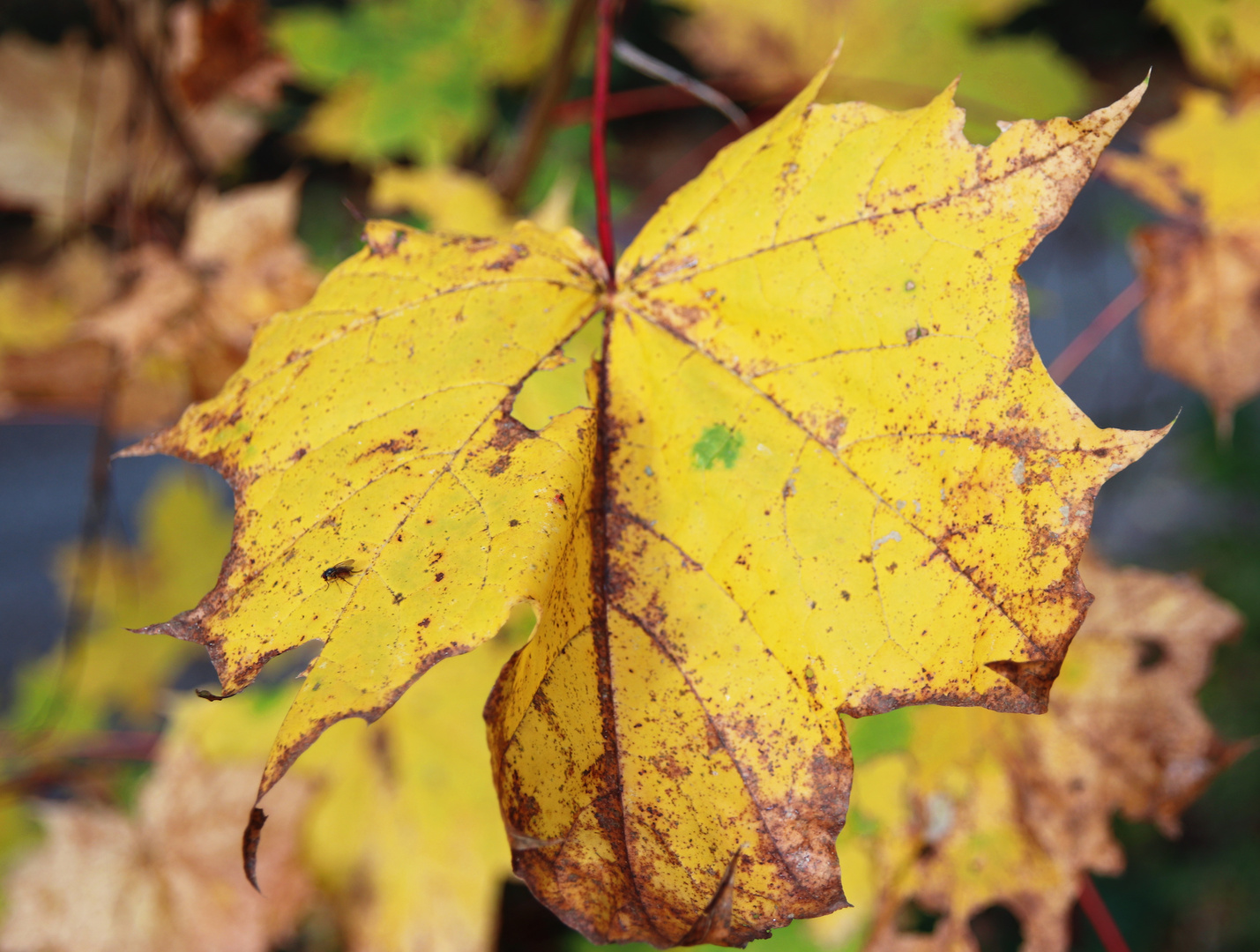 Herbst