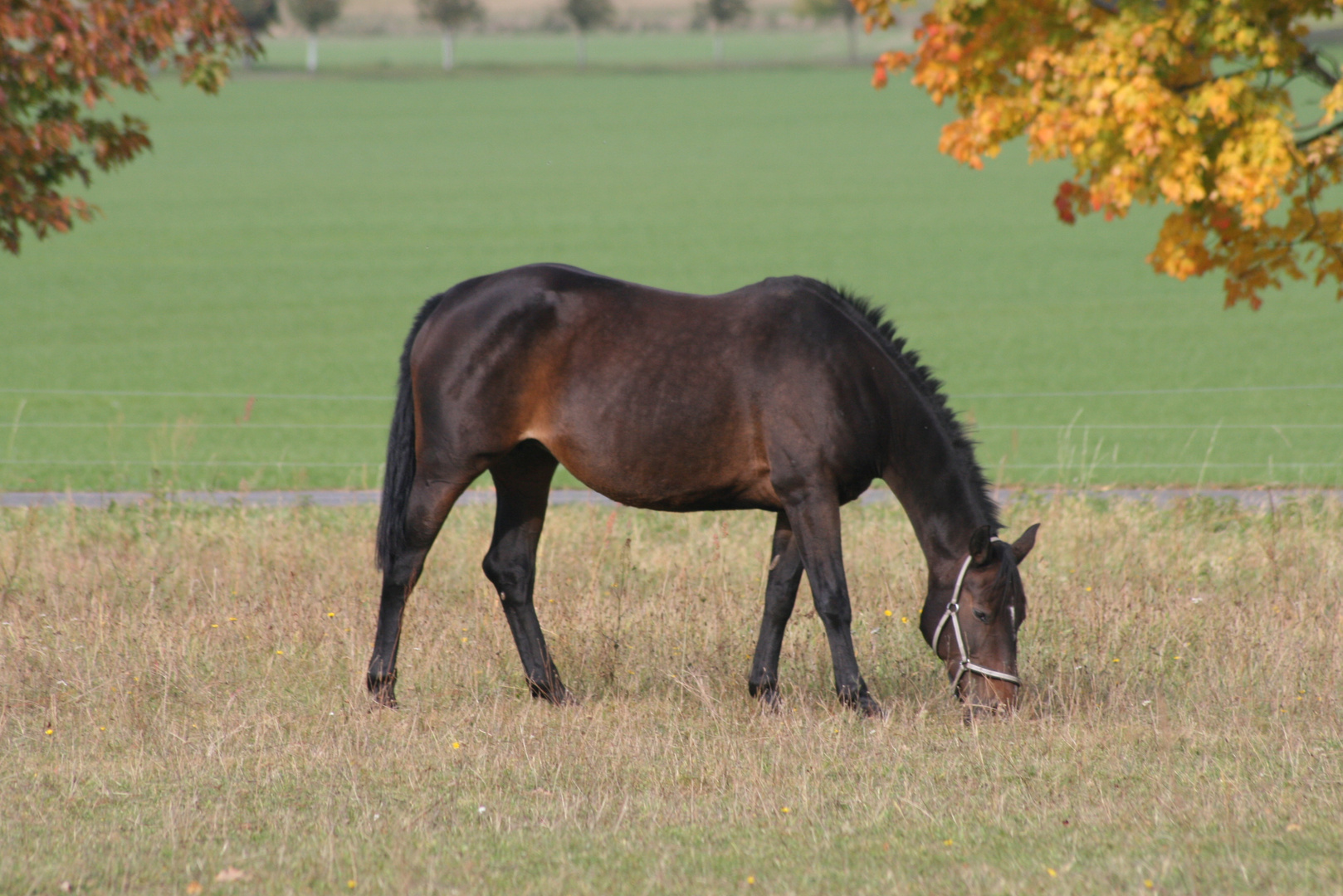 ++Herbst++