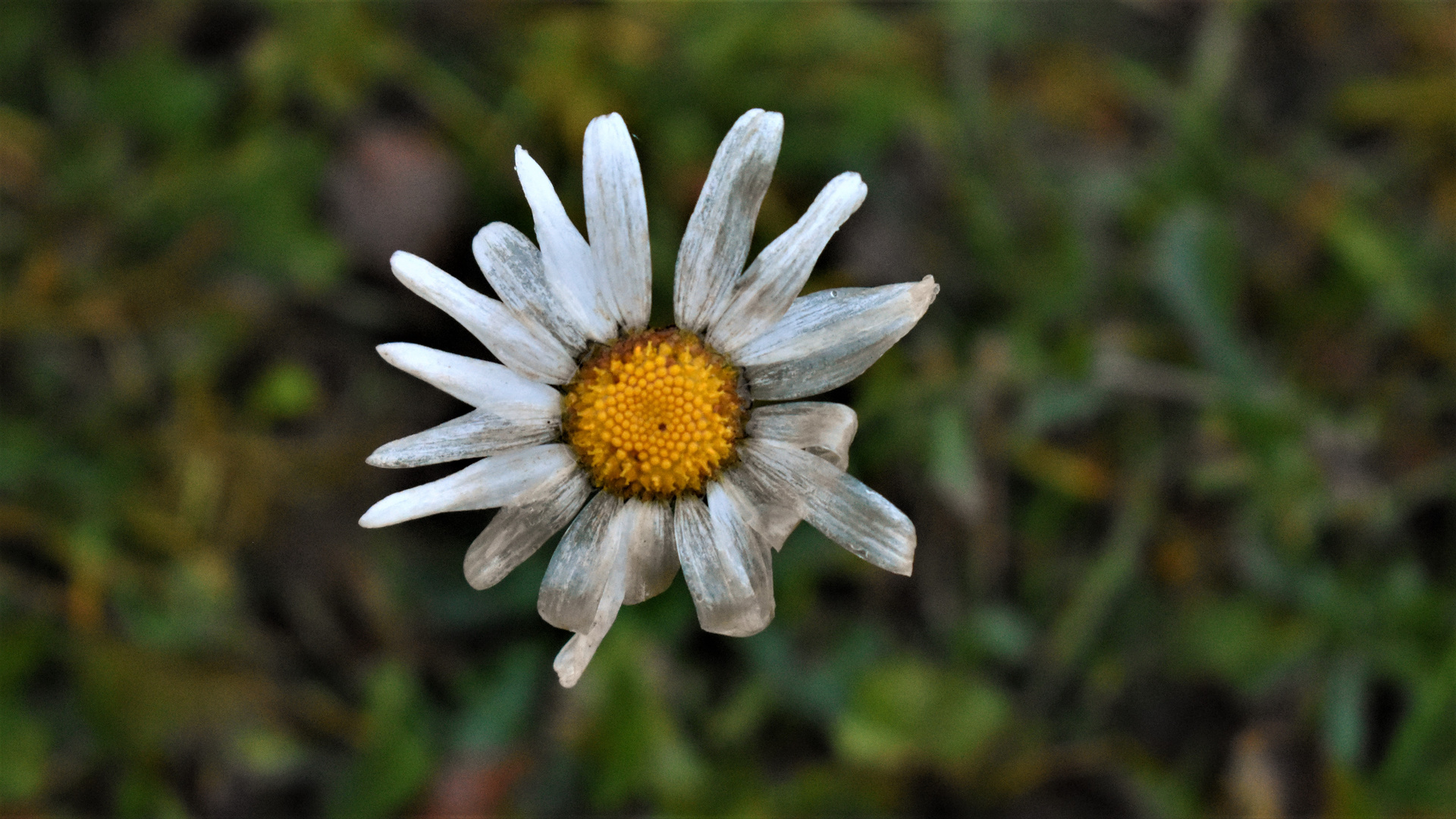 Herbst