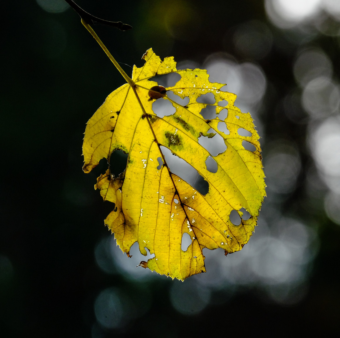 Herbst 