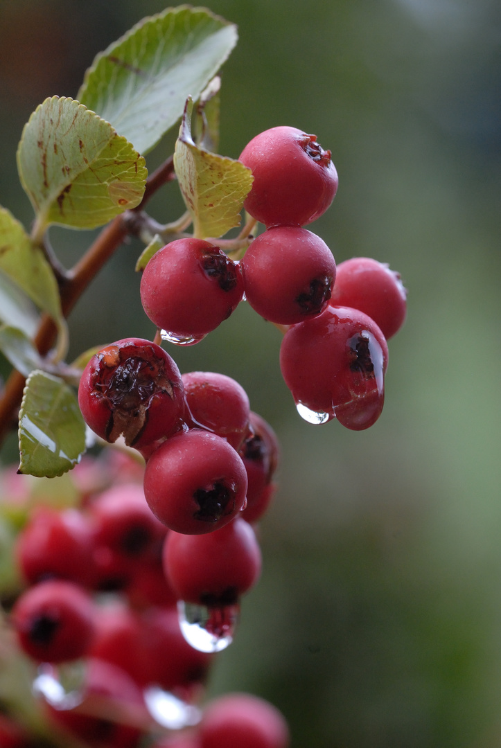 Herbst