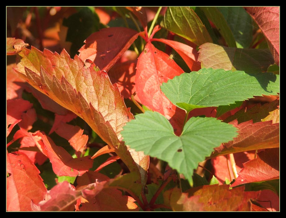 Herbst