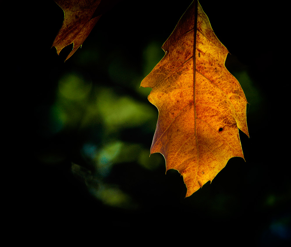 Herbst