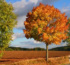 Herbst