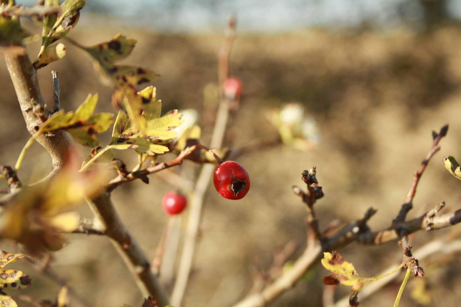 Herbst