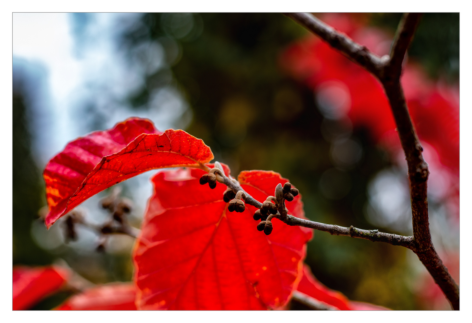 Herbst