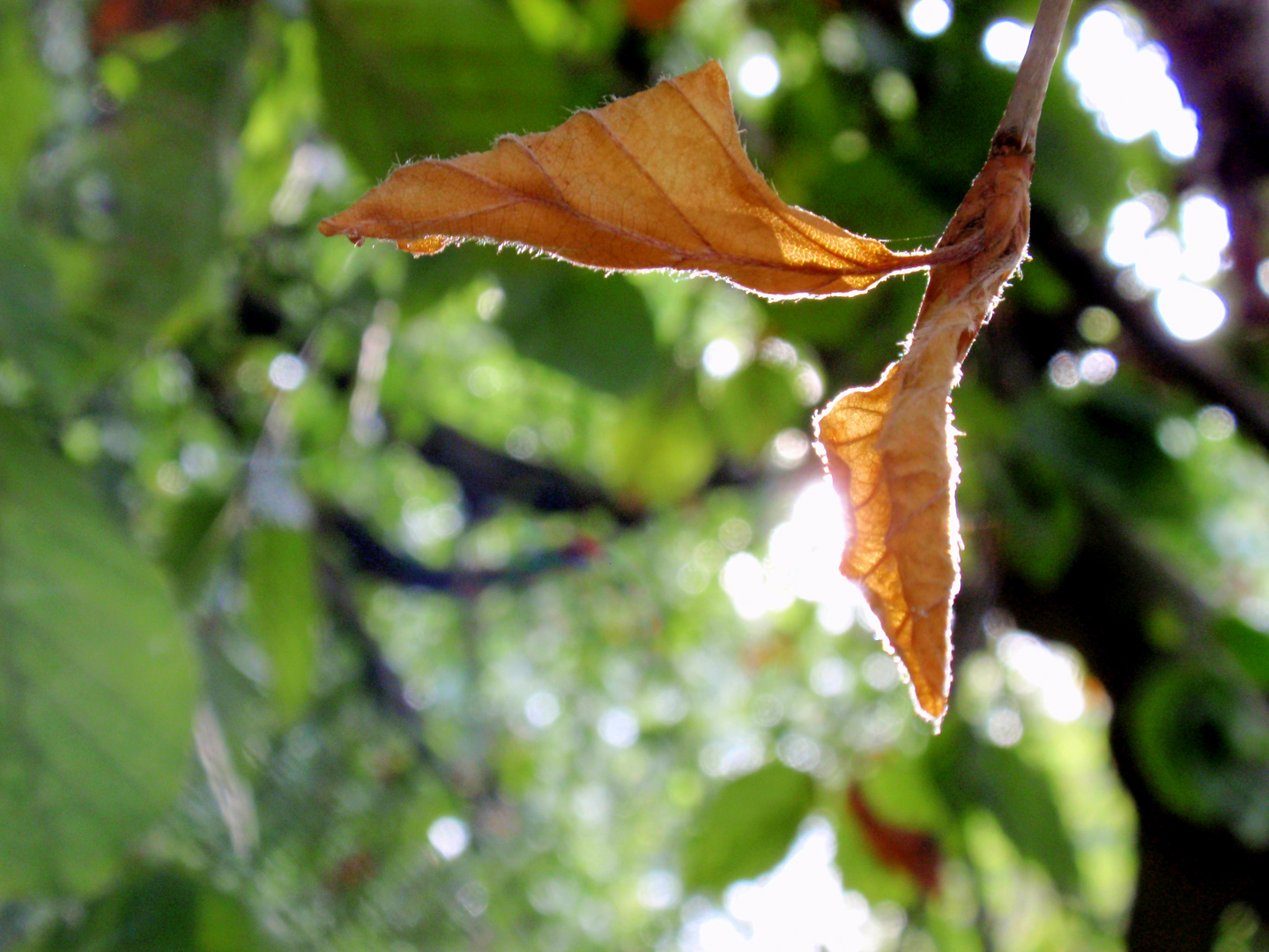 Herbst