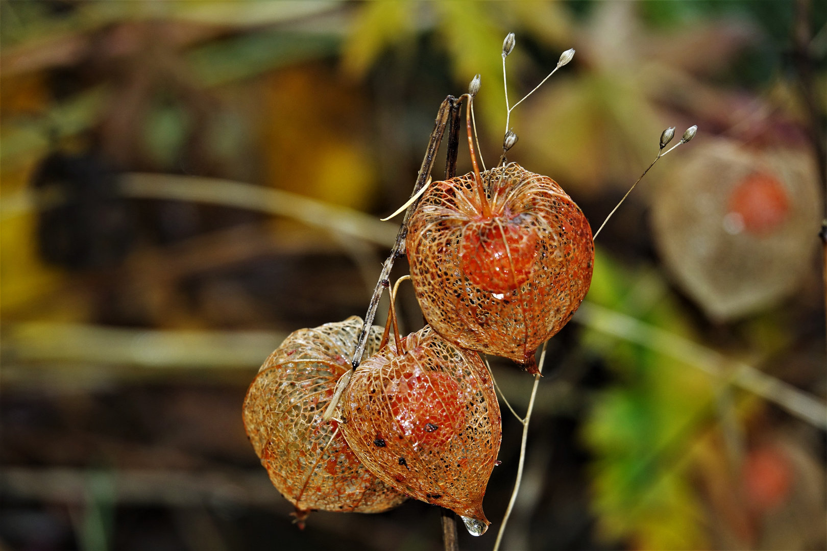 Herbst