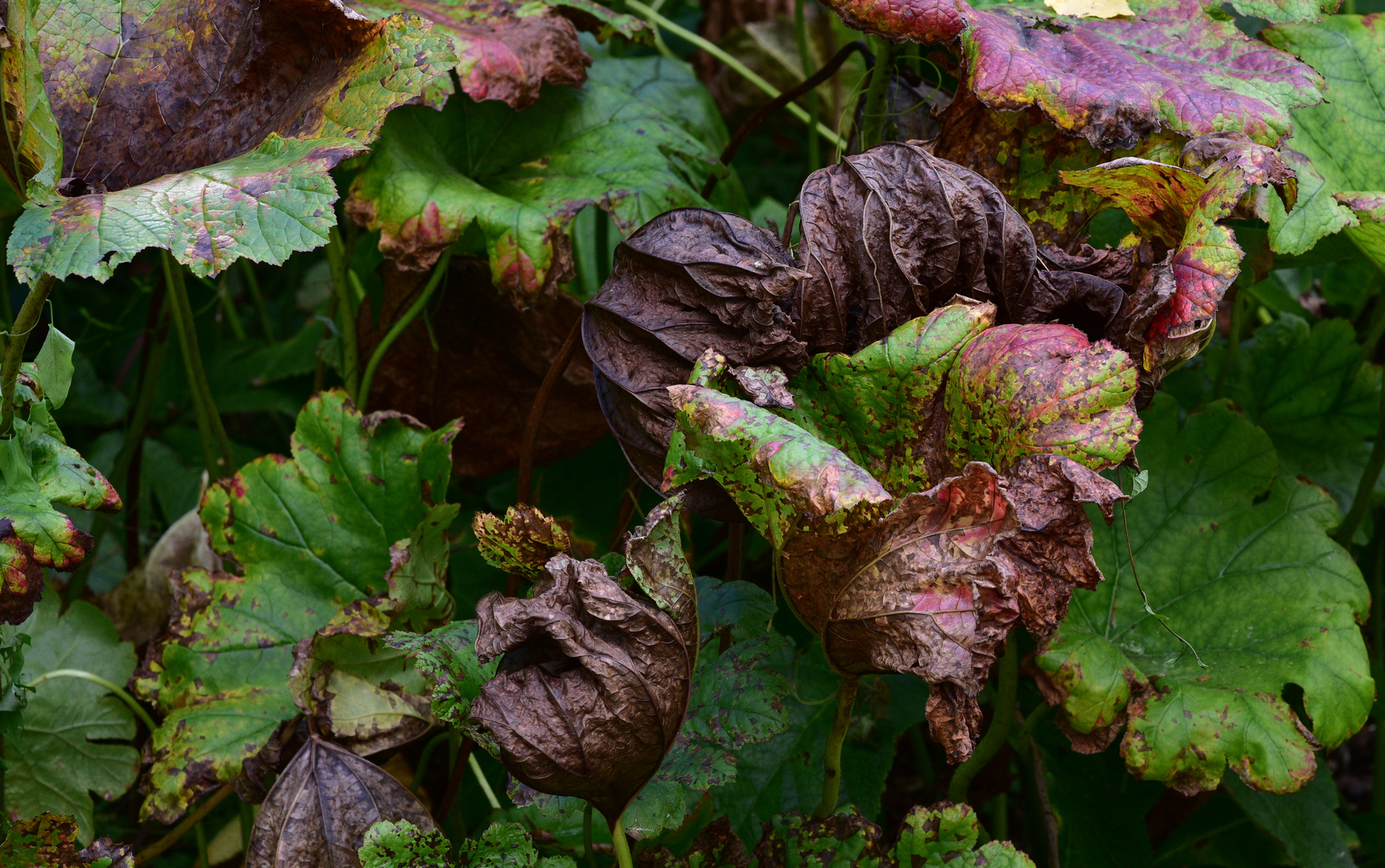 Herbst