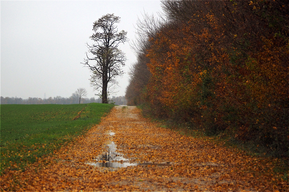 herbst