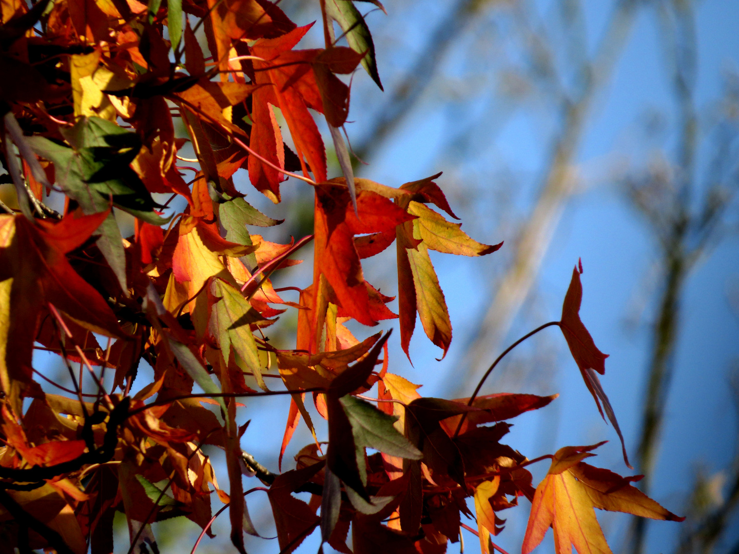 Herbst