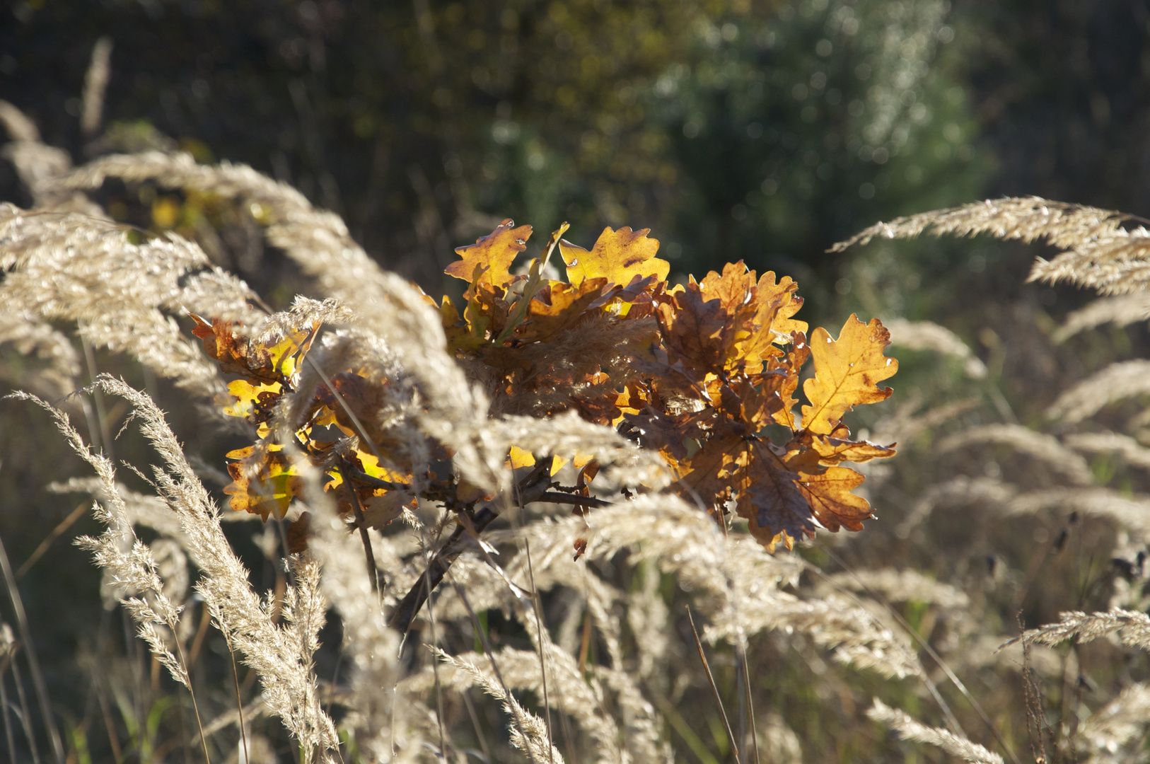 herbst