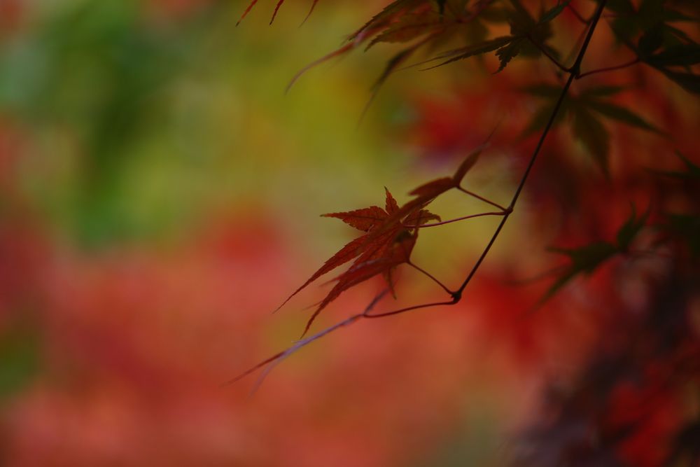 Herbst von Helga Florian 