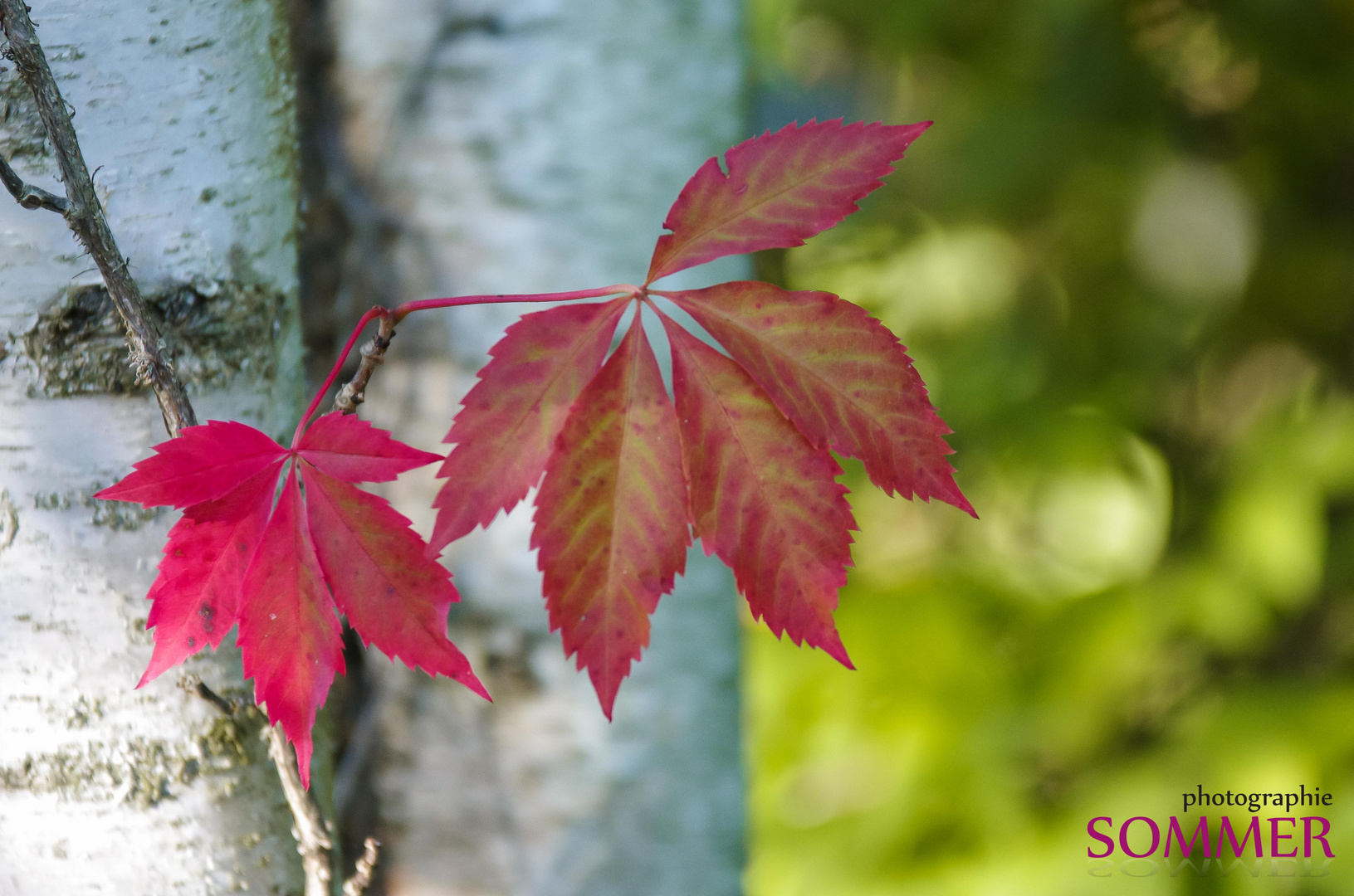 Herbst