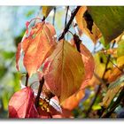 Herbst #4