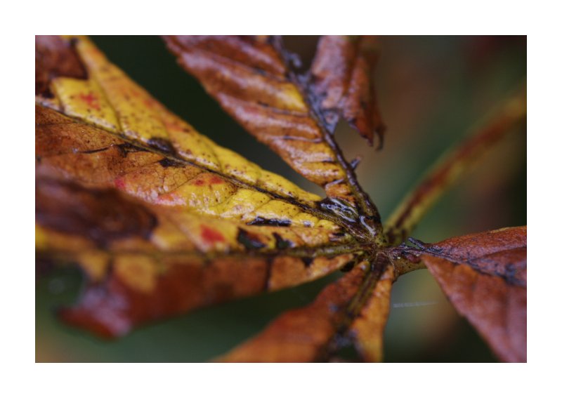 Herbst