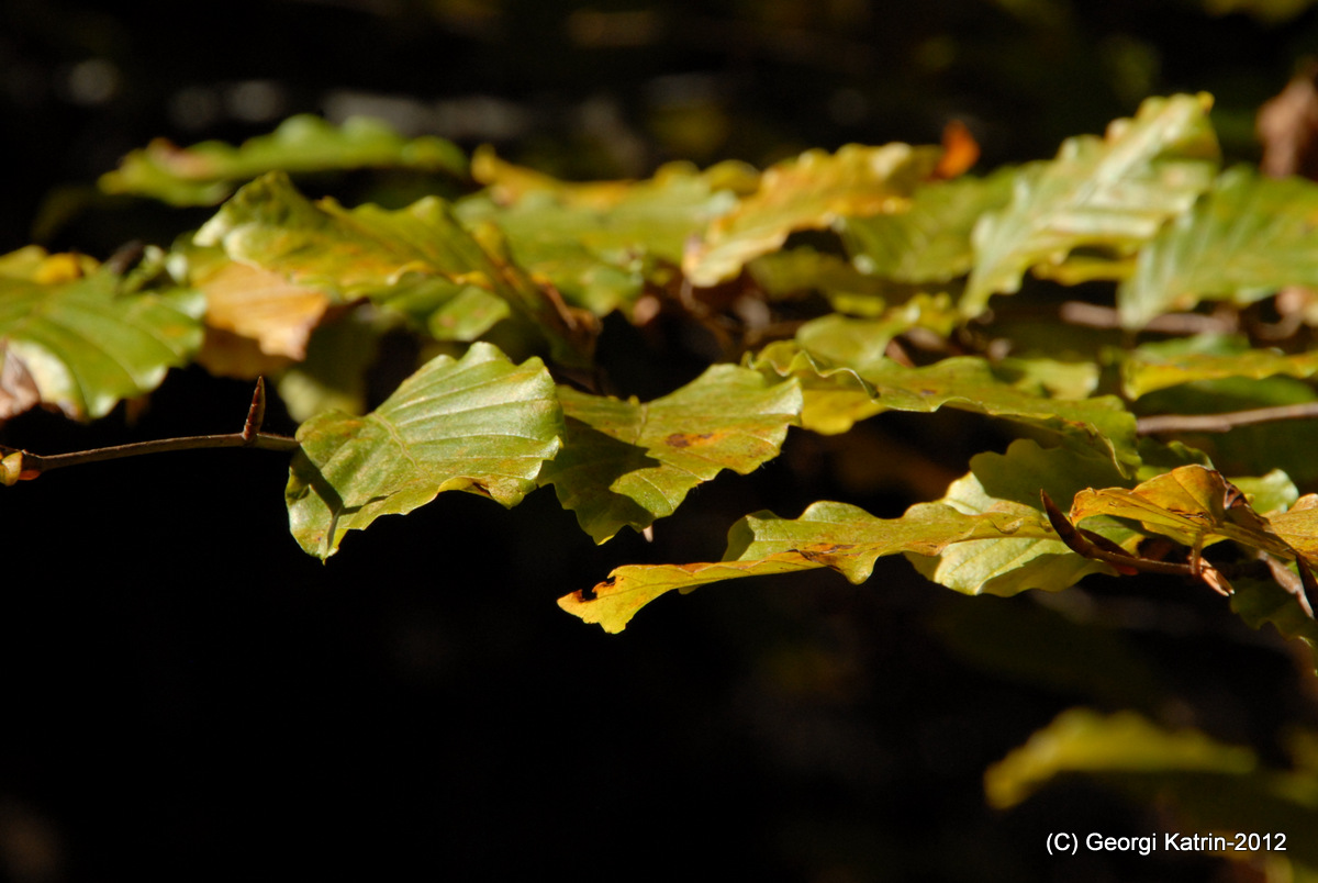 HERBST