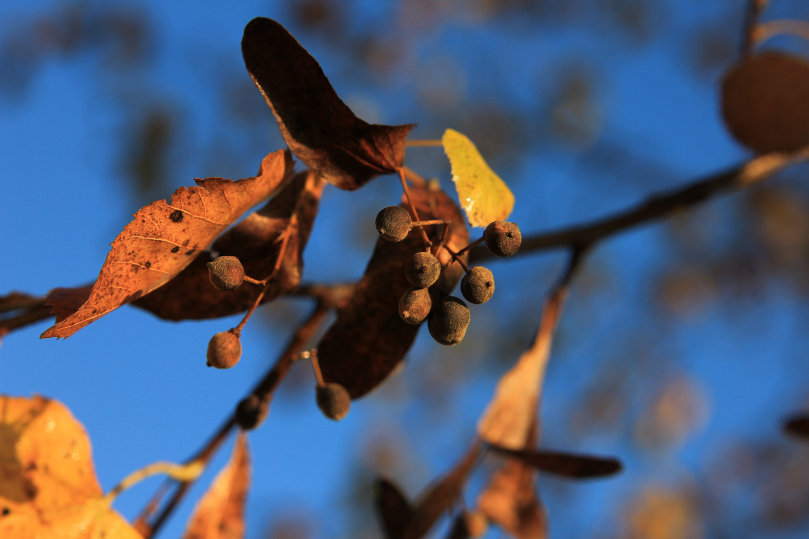 herbst